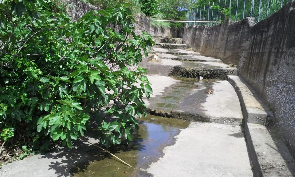 Rio Salivoli (Piombino) - rospi smeraldini in città!